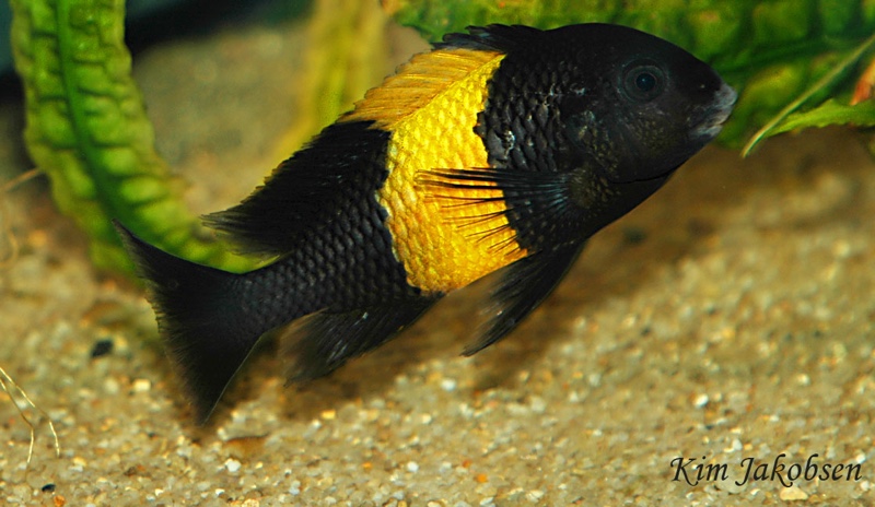 Tropheus sp. 'black' Kiriza